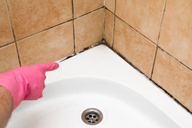 Professional Mold Removal in Oakleaf Plantation, FL